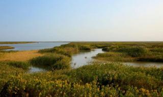 东平国家森林公园和东滩湿地哪个好玩 上海东滩湿地公园