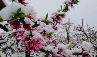 桃花枫叶知了雪花各象征着什么季节 桃花雪的寓意和象征